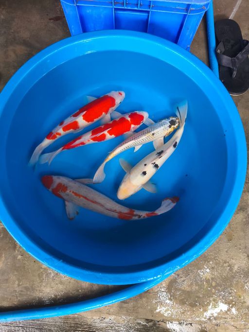 Lelang Koi Online, Jual Beli Ikan Koi, Pusat Jual Beli Koi, Info Lelang Koi Hari Ini, Platform Jual Beli Koi, Jual Beli Ikan Koi Online, Marketplace Ikan Koi, Jual Koi Terbaik, Tempat Beli Koi Berkualitas, Pasar Ikan Koi Online Terpercaya, Penjual Ikan Koi Terpercaya, Beli Koi Hias Online, Ikan Koi untuk Dijual, Koi Kualitas Terbaik, Toko Online Ikan Koi, Koi Hias Untuk Dijual, Jual Beli Ikan Koi Lokal, Koi Indonesia Online, Pusat Jual Beli Koi Terbesar
