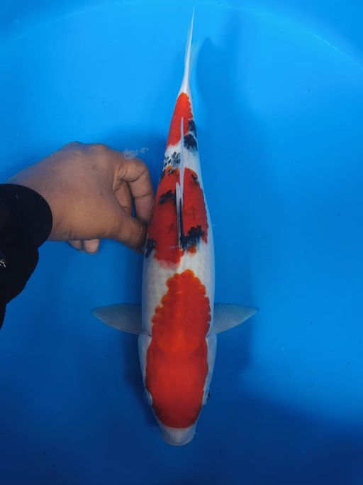 Lelang Koi Online, Jual Beli Ikan Koi, Pusat Jual Beli Koi, Info Lelang Koi Hari Ini, Platform Jual Beli Koi, Jual Beli Ikan Koi Online, Marketplace Ikan Koi, Jual Koi Terbaik, Tempat Beli Koi Berkualitas, Pasar Ikan Koi Online Terpercaya, Penjual Ikan Koi Terpercaya, Beli Koi Hias Online, Ikan Koi untuk Dijual, Koi Kualitas Terbaik, Toko Online Ikan Koi, Koi Hias Untuk Dijual, Jual Beli Ikan Koi Lokal, Koi Indonesia Online, Pusat Jual Beli Koi Terbesar