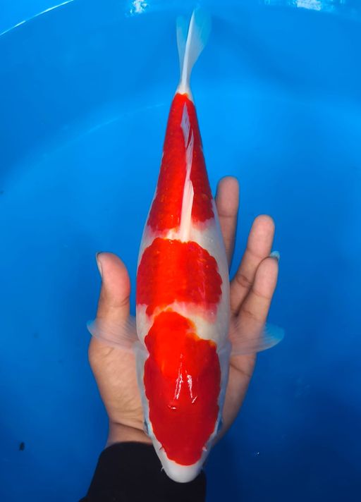 Lelang Koi Online, Jual Beli Ikan Koi, Pusat Jual Beli Koi, Info Lelang Koi Hari Ini, Platform Jual Beli Koi, Jual Beli Ikan Koi Online, Marketplace Ikan Koi, Jual Koi Terbaik, Tempat Beli Koi Berkualitas, Pasar Ikan Koi Online Terpercaya, Penjual Ikan Koi Terpercaya, Beli Koi Hias Online, Ikan Koi untuk Dijual, Koi Kualitas Terbaik, Toko Online Ikan Koi, Koi Hias Untuk Dijual, Jual Beli Ikan Koi Lokal, Koi Indonesia Online, Pusat Jual Beli Koi Terbesar