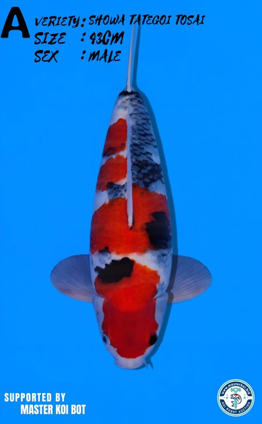 Lelang Koi Online, Jual Beli Ikan Koi, Pusat Jual Beli Koi, Info Lelang Koi Hari Ini, Platform Jual Beli Koi, Jual Beli Ikan Koi Online, Marketplace Ikan Koi, Jual Koi Terbaik, Tempat Beli Koi Berkualitas, Pasar Ikan Koi Online Terpercaya, Penjual Ikan Koi Terpercaya, Beli Koi Hias Online, Ikan Koi untuk Dijual, Koi Kualitas Terbaik, Toko Online Ikan Koi, Koi Hias Untuk Dijual, Jual Beli Ikan Koi Lokal, Koi Indonesia Online, Pusat Jual Beli Koi Terbesar