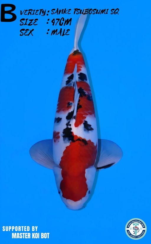 Lelang Koi Online, Jual Beli Ikan Koi, Pusat Jual Beli Koi, Info Lelang Koi Hari Ini, Platform Jual Beli Koi, Jual Beli Ikan Koi Online, Marketplace Ikan Koi, Jual Koi Terbaik, Tempat Beli Koi Berkualitas, Pasar Ikan Koi Online Terpercaya, Penjual Ikan Koi Terpercaya, Beli Koi Hias Online, Ikan Koi untuk Dijual, Koi Kualitas Terbaik, Toko Online Ikan Koi, Koi Hias Untuk Dijual, Jual Beli Ikan Koi Lokal, Koi Indonesia Online, Pusat Jual Beli Koi Terbesar