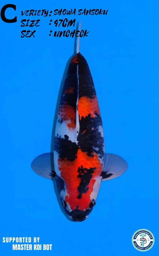 Lelang Koi Online, Jual Beli Ikan Koi, Pusat Jual Beli Koi, Info Lelang Koi Hari Ini, Platform Jual Beli Koi, Jual Beli Ikan Koi Online, Marketplace Ikan Koi, Jual Koi Terbaik, Tempat Beli Koi Berkualitas, Pasar Ikan Koi Online Terpercaya, Penjual Ikan Koi Terpercaya, Beli Koi Hias Online, Ikan Koi untuk Dijual, Koi Kualitas Terbaik, Toko Online Ikan Koi, Koi Hias Untuk Dijual, Jual Beli Ikan Koi Lokal, Koi Indonesia Online, Pusat Jual Beli Koi Terbesar