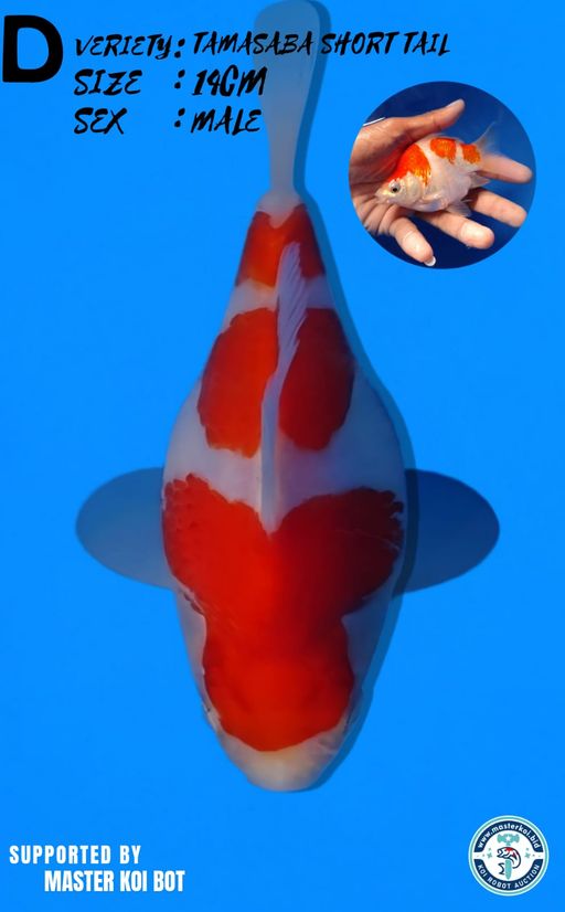 Lelang Koi Online, Jual Beli Ikan Koi, Pusat Jual Beli Koi, Info Lelang Koi Hari Ini, Platform Jual Beli Koi, Jual Beli Ikan Koi Online, Marketplace Ikan Koi, Jual Koi Terbaik, Tempat Beli Koi Berkualitas, Pasar Ikan Koi Online Terpercaya, Penjual Ikan Koi Terpercaya, Beli Koi Hias Online, Ikan Koi untuk Dijual, Koi Kualitas Terbaik, Toko Online Ikan Koi, Koi Hias Untuk Dijual, Jual Beli Ikan Koi Lokal, Koi Indonesia Online, Pusat Jual Beli Koi Terbesar