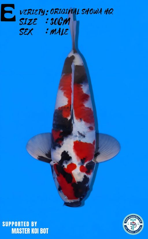 Lelang Koi Online, Jual Beli Ikan Koi, Pusat Jual Beli Koi, Info Lelang Koi Hari Ini, Platform Jual Beli Koi, Jual Beli Ikan Koi Online, Marketplace Ikan Koi, Jual Koi Terbaik, Tempat Beli Koi Berkualitas, Pasar Ikan Koi Online Terpercaya, Penjual Ikan Koi Terpercaya, Beli Koi Hias Online, Ikan Koi untuk Dijual, Koi Kualitas Terbaik, Toko Online Ikan Koi, Koi Hias Untuk Dijual, Jual Beli Ikan Koi Lokal, Koi Indonesia Online, Pusat Jual Beli Koi Terbesar