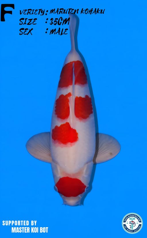 Lelang Koi Online, Jual Beli Ikan Koi, Pusat Jual Beli Koi, Info Lelang Koi Hari Ini, Platform Jual Beli Koi, Jual Beli Ikan Koi Online, Marketplace Ikan Koi, Jual Koi Terbaik, Tempat Beli Koi Berkualitas, Pasar Ikan Koi Online Terpercaya, Penjual Ikan Koi Terpercaya, Beli Koi Hias Online, Ikan Koi untuk Dijual, Koi Kualitas Terbaik, Toko Online Ikan Koi, Koi Hias Untuk Dijual, Jual Beli Ikan Koi Lokal, Koi Indonesia Online, Pusat Jual Beli Koi Terbesar