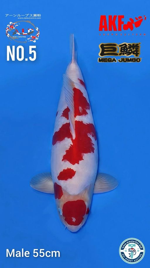 Lelang Koi Online, Jual Beli Ikan Koi, Pusat Jual Beli Koi, Info Lelang Koi Hari Ini, Platform Jual Beli Koi, Jual Beli Ikan Koi Online, Marketplace Ikan Koi, Jual Koi Terbaik, Tempat Beli Koi Berkualitas, Pasar Ikan Koi Online Terpercaya, Penjual Ikan Koi Terpercaya, Beli Koi Hias Online, Ikan Koi untuk Dijual, Koi Kualitas Terbaik, Toko Online Ikan Koi, Koi Hias Untuk Dijual, Jual Beli Ikan Koi Lokal, Koi Indonesia Online, Pusat Jual Beli Koi Terbesar