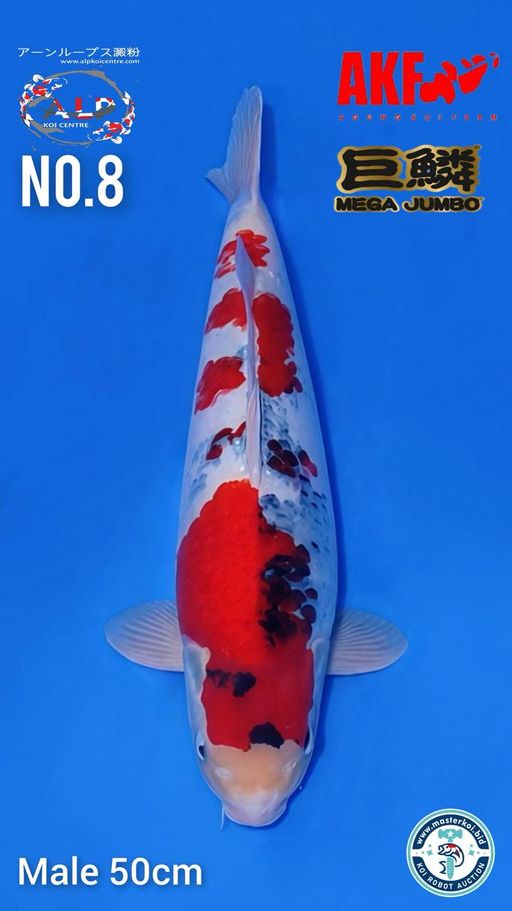 Lelang Koi Online, Jual Beli Ikan Koi, Pusat Jual Beli Koi, Info Lelang Koi Hari Ini, Platform Jual Beli Koi, Jual Beli Ikan Koi Online, Marketplace Ikan Koi, Jual Koi Terbaik, Tempat Beli Koi Berkualitas, Pasar Ikan Koi Online Terpercaya, Penjual Ikan Koi Terpercaya, Beli Koi Hias Online, Ikan Koi untuk Dijual, Koi Kualitas Terbaik, Toko Online Ikan Koi, Koi Hias Untuk Dijual, Jual Beli Ikan Koi Lokal, Koi Indonesia Online, Pusat Jual Beli Koi Terbesar