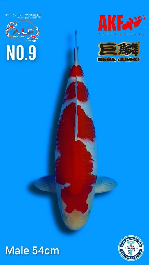 Lelang Koi Online, Jual Beli Ikan Koi, Pusat Jual Beli Koi, Info Lelang Koi Hari Ini, Platform Jual Beli Koi, Jual Beli Ikan Koi Online, Marketplace Ikan Koi, Jual Koi Terbaik, Tempat Beli Koi Berkualitas, Pasar Ikan Koi Online Terpercaya, Penjual Ikan Koi Terpercaya, Beli Koi Hias Online, Ikan Koi untuk Dijual, Koi Kualitas Terbaik, Toko Online Ikan Koi, Koi Hias Untuk Dijual, Jual Beli Ikan Koi Lokal, Koi Indonesia Online, Pusat Jual Beli Koi Terbesar