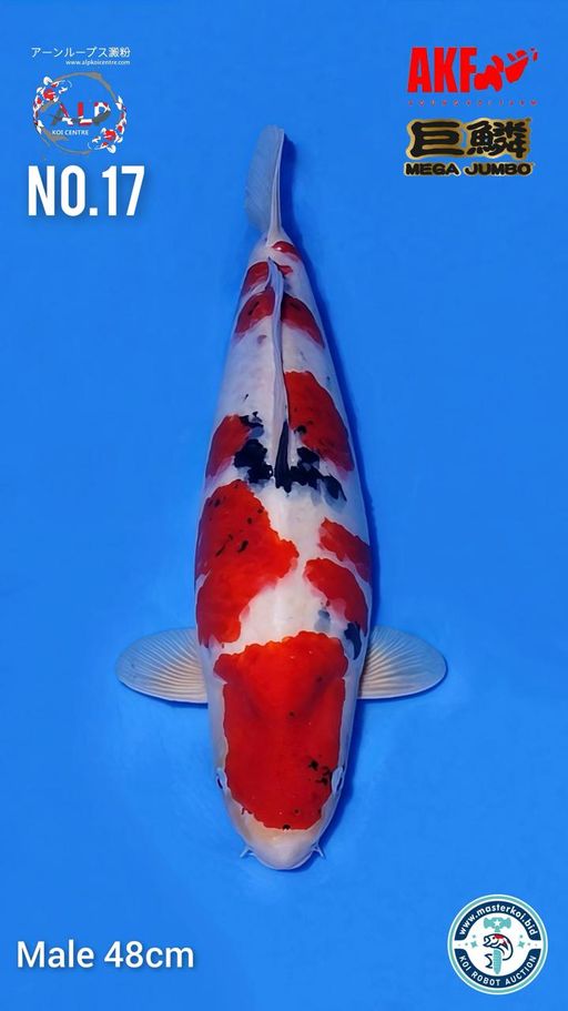 Lelang Koi Online, Jual Beli Ikan Koi, Pusat Jual Beli Koi, Info Lelang Koi Hari Ini, Platform Jual Beli Koi, Jual Beli Ikan Koi Online, Marketplace Ikan Koi, Jual Koi Terbaik, Tempat Beli Koi Berkualitas, Pasar Ikan Koi Online Terpercaya, Penjual Ikan Koi Terpercaya, Beli Koi Hias Online, Ikan Koi untuk Dijual, Koi Kualitas Terbaik, Toko Online Ikan Koi, Koi Hias Untuk Dijual, Jual Beli Ikan Koi Lokal, Koi Indonesia Online, Pusat Jual Beli Koi Terbesar