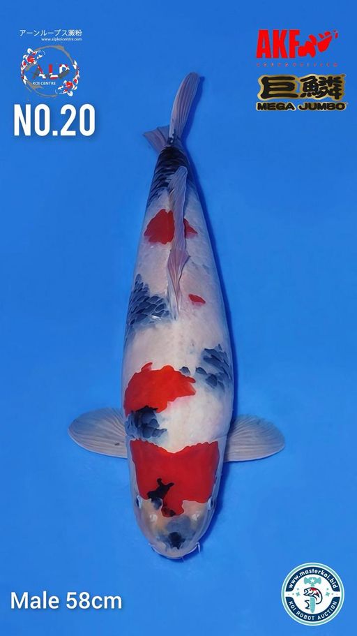 Lelang Koi Online, Jual Beli Ikan Koi, Pusat Jual Beli Koi, Info Lelang Koi Hari Ini, Platform Jual Beli Koi, Jual Beli Ikan Koi Online, Marketplace Ikan Koi, Jual Koi Terbaik, Tempat Beli Koi Berkualitas, Pasar Ikan Koi Online Terpercaya, Penjual Ikan Koi Terpercaya, Beli Koi Hias Online, Ikan Koi untuk Dijual, Koi Kualitas Terbaik, Toko Online Ikan Koi, Koi Hias Untuk Dijual, Jual Beli Ikan Koi Lokal, Koi Indonesia Online, Pusat Jual Beli Koi Terbesar