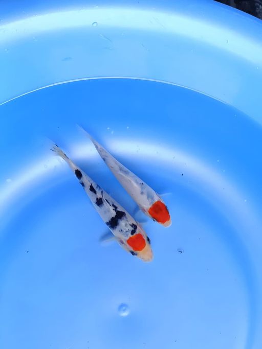 Lelang Koi Online, Jual Beli Ikan Koi, Pusat Jual Beli Koi, Info Lelang Koi Hari Ini, Platform Jual Beli Koi, Jual Beli Ikan Koi Online, Marketplace Ikan Koi, Jual Koi Terbaik, Tempat Beli Koi Berkualitas, Pasar Ikan Koi Online Terpercaya, Penjual Ikan Koi Terpercaya, Beli Koi Hias Online, Ikan Koi untuk Dijual, Koi Kualitas Terbaik, Toko Online Ikan Koi, Koi Hias Untuk Dijual, Jual Beli Ikan Koi Lokal, Koi Indonesia Online, Pusat Jual Beli Koi Terbesar