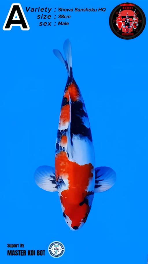 Lelang Koi Online, Jual Beli Ikan Koi, Pusat Jual Beli Koi, Info Lelang Koi Hari Ini, Platform Jual Beli Koi, Jual Beli Ikan Koi Online, Marketplace Ikan Koi, Jual Koi Terbaik, Tempat Beli Koi Berkualitas, Pasar Ikan Koi Online Terpercaya, Penjual Ikan Koi Terpercaya, Beli Koi Hias Online, Ikan Koi untuk Dijual, Koi Kualitas Terbaik, Toko Online Ikan Koi, Koi Hias Untuk Dijual, Jual Beli Ikan Koi Lokal, Koi Indonesia Online, Pusat Jual Beli Koi Terbesar