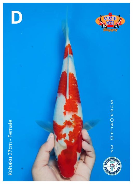 Lelang Koi Online, Jual Beli Ikan Koi, Pusat Jual Beli Koi, Info Lelang Koi Hari Ini, Platform Jual Beli Koi, Jual Beli Ikan Koi Online, Marketplace Ikan Koi, Jual Koi Terbaik, Tempat Beli Koi Berkualitas, Pasar Ikan Koi Online Terpercaya, Penjual Ikan Koi Terpercaya, Beli Koi Hias Online, Ikan Koi untuk Dijual, Koi Kualitas Terbaik, Toko Online Ikan Koi, Koi Hias Untuk Dijual, Jual Beli Ikan Koi Lokal, Koi Indonesia Online, Pusat Jual Beli Koi Terbesar