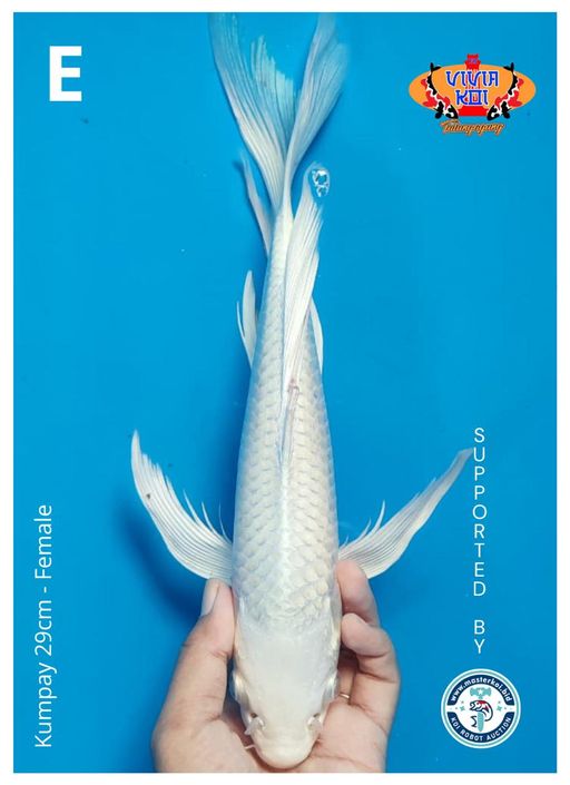 Lelang Koi Online, Jual Beli Ikan Koi, Pusat Jual Beli Koi, Info Lelang Koi Hari Ini, Platform Jual Beli Koi, Jual Beli Ikan Koi Online, Marketplace Ikan Koi, Jual Koi Terbaik, Tempat Beli Koi Berkualitas, Pasar Ikan Koi Online Terpercaya, Penjual Ikan Koi Terpercaya, Beli Koi Hias Online, Ikan Koi untuk Dijual, Koi Kualitas Terbaik, Toko Online Ikan Koi, Koi Hias Untuk Dijual, Jual Beli Ikan Koi Lokal, Koi Indonesia Online, Pusat Jual Beli Koi Terbesar