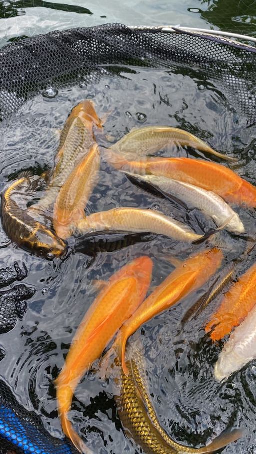 Lelang Koi Online, Jual Beli Ikan Koi, Pusat Jual Beli Koi, Info Lelang Koi Hari Ini, Platform Jual Beli Koi, Jual Beli Ikan Koi Online, Marketplace Ikan Koi, Jual Koi Terbaik, Tempat Beli Koi Berkualitas, Pasar Ikan Koi Online Terpercaya, Penjual Ikan Koi Terpercaya, Beli Koi Hias Online, Ikan Koi untuk Dijual, Koi Kualitas Terbaik, Toko Online Ikan Koi, Koi Hias Untuk Dijual, Jual Beli Ikan Koi Lokal, Koi Indonesia Online, Pusat Jual Beli Koi Terbesar