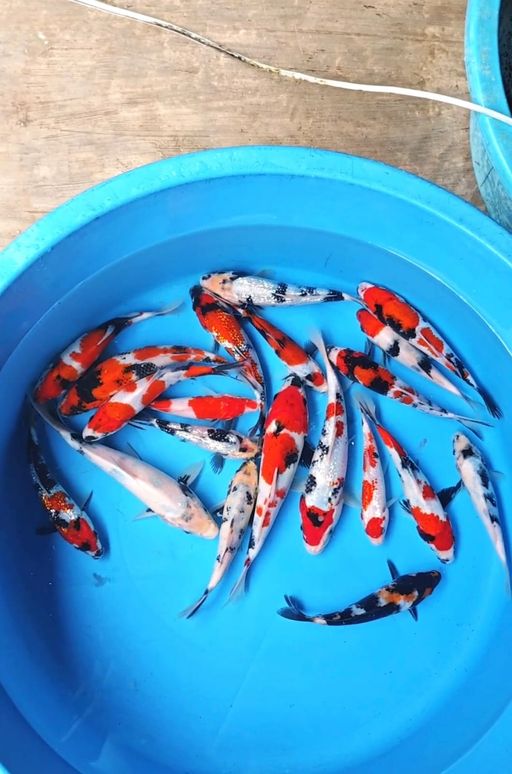 Lelang Koi Online, Jual Beli Ikan Koi, Pusat Jual Beli Koi, Info Lelang Koi Hari Ini, Platform Jual Beli Koi, Jual Beli Ikan Koi Online, Marketplace Ikan Koi, Jual Koi Terbaik, Tempat Beli Koi Berkualitas, Pasar Ikan Koi Online Terpercaya, Penjual Ikan Koi Terpercaya, Beli Koi Hias Online, Ikan Koi untuk Dijual, Koi Kualitas Terbaik, Toko Online Ikan Koi, Koi Hias Untuk Dijual, Jual Beli Ikan Koi Lokal, Koi Indonesia Online, Pusat Jual Beli Koi Terbesar