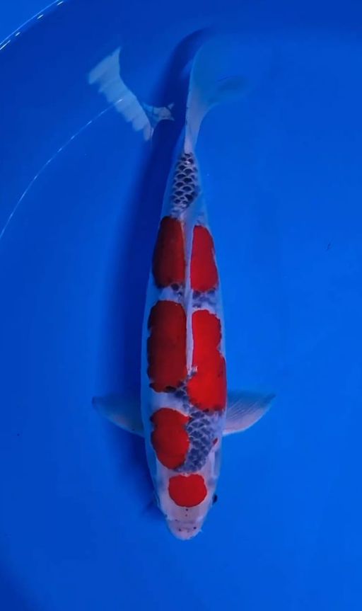 Lelang Koi Online, Jual Beli Ikan Koi, Pusat Jual Beli Koi, Info Lelang Koi Hari Ini, Platform Jual Beli Koi, Jual Beli Ikan Koi Online, Marketplace Ikan Koi, Jual Koi Terbaik, Tempat Beli Koi Berkualitas, Pasar Ikan Koi Online Terpercaya, Penjual Ikan Koi Terpercaya, Beli Koi Hias Online, Ikan Koi untuk Dijual, Koi Kualitas Terbaik, Toko Online Ikan Koi, Koi Hias Untuk Dijual, Jual Beli Ikan Koi Lokal, Koi Indonesia Online, Pusat Jual Beli Koi Terbesar