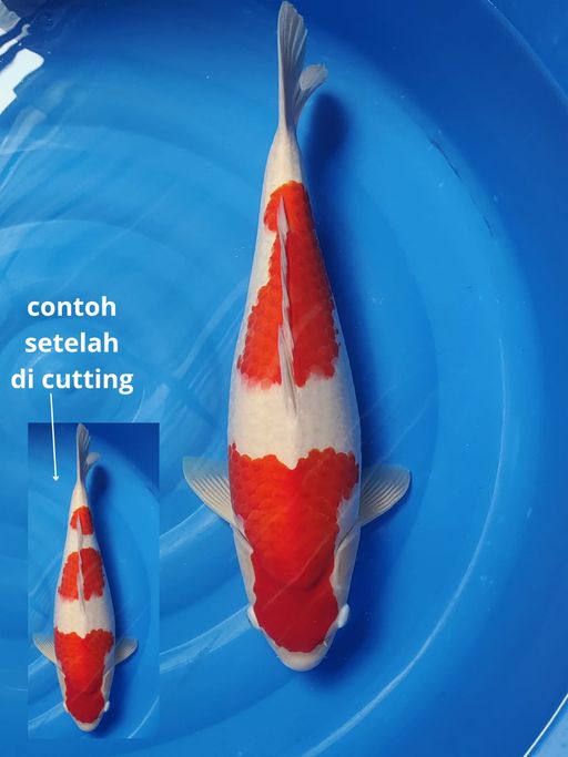 Lelang Koi Online, Jual Beli Ikan Koi, Pusat Jual Beli Koi, Info Lelang Koi Hari Ini, Platform Jual Beli Koi, Jual Beli Ikan Koi Online, Marketplace Ikan Koi, Jual Koi Terbaik, Tempat Beli Koi Berkualitas, Pasar Ikan Koi Online Terpercaya, Penjual Ikan Koi Terpercaya, Beli Koi Hias Online, Ikan Koi untuk Dijual, Koi Kualitas Terbaik, Toko Online Ikan Koi, Koi Hias Untuk Dijual, Jual Beli Ikan Koi Lokal, Koi Indonesia Online, Pusat Jual Beli Koi Terbesar