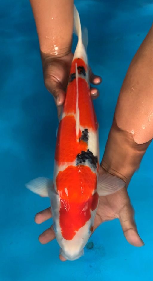 Lelang Koi Online, Jual Beli Ikan Koi, Pusat Jual Beli Koi, Info Lelang Koi Hari Ini, Platform Jual Beli Koi, Jual Beli Ikan Koi Online, Marketplace Ikan Koi, Jual Koi Terbaik, Tempat Beli Koi Berkualitas, Pasar Ikan Koi Online Terpercaya, Penjual Ikan Koi Terpercaya, Beli Koi Hias Online, Ikan Koi untuk Dijual, Koi Kualitas Terbaik, Toko Online Ikan Koi, Koi Hias Untuk Dijual, Jual Beli Ikan Koi Lokal, Koi Indonesia Online, Pusat Jual Beli Koi Terbesar