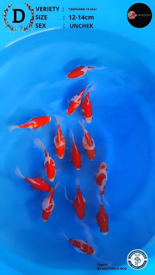 Lelang Koi Online, Jual Beli Ikan Koi, Pusat Jual Beli Koi, Info Lelang Koi Hari Ini, Platform Jual Beli Koi, Jual Beli Ikan Koi Online, Marketplace Ikan Koi, Jual Koi Terbaik, Tempat Beli Koi Berkualitas, Pasar Ikan Koi Online Terpercaya, Penjual Ikan Koi Terpercaya, Beli Koi Hias Online, Ikan Koi untuk Dijual, Koi Kualitas Terbaik, Toko Online Ikan Koi, Koi Hias Untuk Dijual, Jual Beli Ikan Koi Lokal, Koi Indonesia Online, Pusat Jual Beli Koi Terbesar