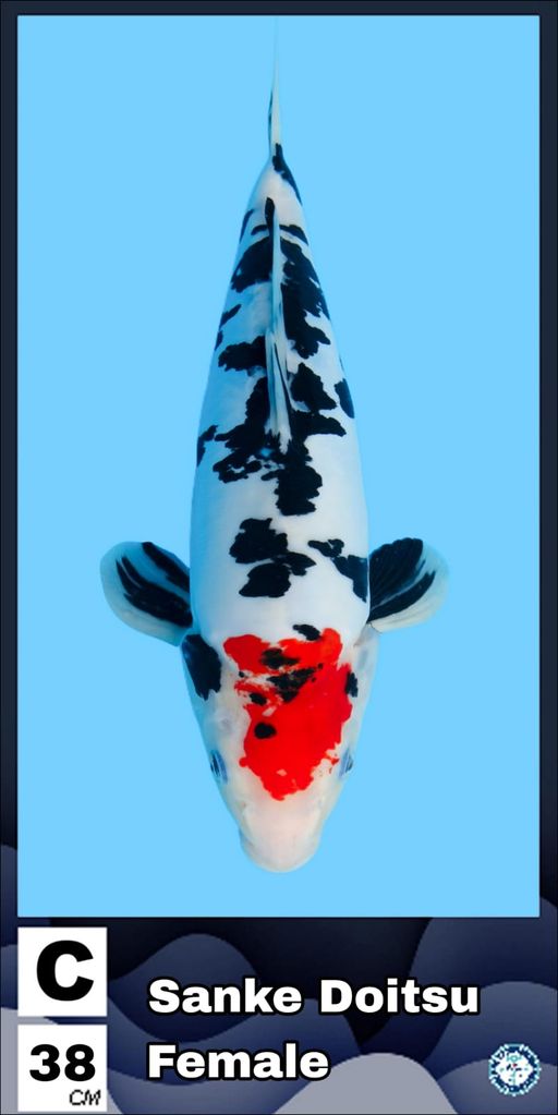 Lelang Koi Online, Jual Beli Ikan Koi, Pusat Jual Beli Koi, Info Lelang Koi Hari Ini, Platform Jual Beli Koi, Jual Beli Ikan Koi Online, Marketplace Ikan Koi, Jual Koi Terbaik, Tempat Beli Koi Berkualitas, Pasar Ikan Koi Online Terpercaya, Penjual Ikan Koi Terpercaya, Beli Koi Hias Online, Ikan Koi untuk Dijual, Koi Kualitas Terbaik, Toko Online Ikan Koi, Koi Hias Untuk Dijual, Jual Beli Ikan Koi Lokal, Koi Indonesia Online, Pusat Jual Beli Koi Terbesar