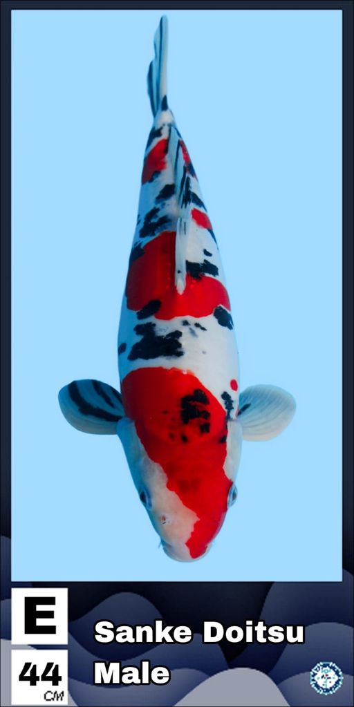 Lelang Koi Online, Jual Beli Ikan Koi, Pusat Jual Beli Koi, Info Lelang Koi Hari Ini, Platform Jual Beli Koi, Jual Beli Ikan Koi Online, Marketplace Ikan Koi, Jual Koi Terbaik, Tempat Beli Koi Berkualitas, Pasar Ikan Koi Online Terpercaya, Penjual Ikan Koi Terpercaya, Beli Koi Hias Online, Ikan Koi untuk Dijual, Koi Kualitas Terbaik, Toko Online Ikan Koi, Koi Hias Untuk Dijual, Jual Beli Ikan Koi Lokal, Koi Indonesia Online, Pusat Jual Beli Koi Terbesar