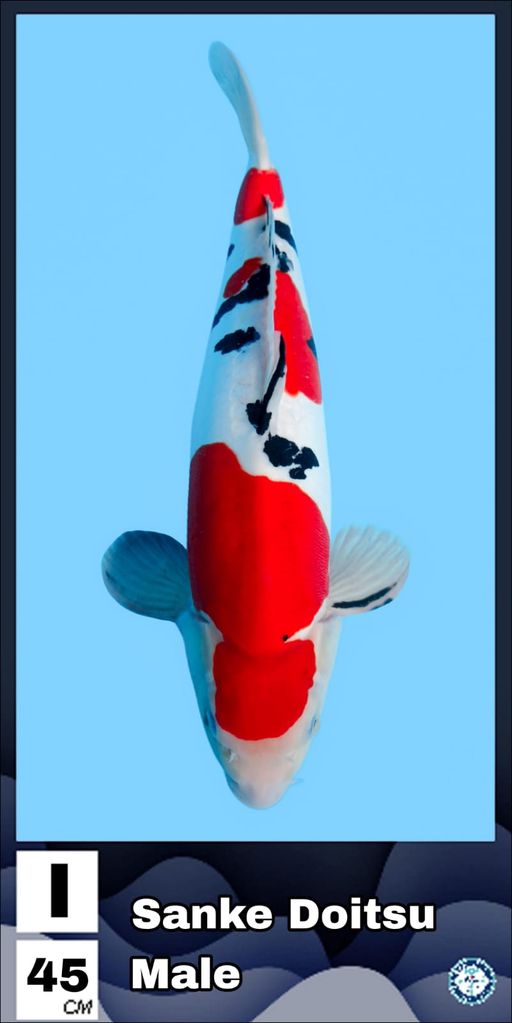 Lelang Koi Online, Jual Beli Ikan Koi, Pusat Jual Beli Koi, Info Lelang Koi Hari Ini, Platform Jual Beli Koi, Jual Beli Ikan Koi Online, Marketplace Ikan Koi, Jual Koi Terbaik, Tempat Beli Koi Berkualitas, Pasar Ikan Koi Online Terpercaya, Penjual Ikan Koi Terpercaya, Beli Koi Hias Online, Ikan Koi untuk Dijual, Koi Kualitas Terbaik, Toko Online Ikan Koi, Koi Hias Untuk Dijual, Jual Beli Ikan Koi Lokal, Koi Indonesia Online, Pusat Jual Beli Koi Terbesar