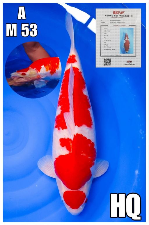 Lelang Koi Online, Jual Beli Ikan Koi, Pusat Jual Beli Koi, Info Lelang Koi Hari Ini, Platform Jual Beli Koi, Jual Beli Ikan Koi Online, Marketplace Ikan Koi, Jual Koi Terbaik, Tempat Beli Koi Berkualitas, Pasar Ikan Koi Online Terpercaya, Penjual Ikan Koi Terpercaya, Beli Koi Hias Online, Ikan Koi untuk Dijual, Koi Kualitas Terbaik, Toko Online Ikan Koi, Koi Hias Untuk Dijual, Jual Beli Ikan Koi Lokal, Koi Indonesia Online, Pusat Jual Beli Koi Terbesar