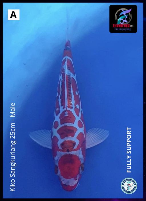 Lelang Koi Online, Jual Beli Ikan Koi, Pusat Jual Beli Koi, Info Lelang Koi Hari Ini, Platform Jual Beli Koi, Jual Beli Ikan Koi Online, Marketplace Ikan Koi, Jual Koi Terbaik, Tempat Beli Koi Berkualitas, Pasar Ikan Koi Online Terpercaya, Penjual Ikan Koi Terpercaya, Beli Koi Hias Online, Ikan Koi untuk Dijual, Koi Kualitas Terbaik, Toko Online Ikan Koi, Koi Hias Untuk Dijual, Jual Beli Ikan Koi Lokal, Koi Indonesia Online, Pusat Jual Beli Koi Terbesar