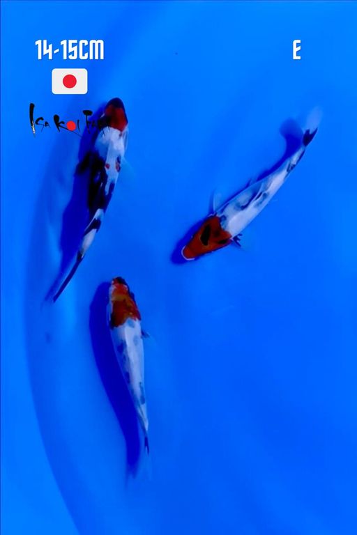 Lelang Koi Online, Jual Beli Ikan Koi, Pusat Jual Beli Koi, Info Lelang Koi Hari Ini, Platform Jual Beli Koi, Jual Beli Ikan Koi Online, Marketplace Ikan Koi, Jual Koi Terbaik, Tempat Beli Koi Berkualitas, Pasar Ikan Koi Online Terpercaya, Penjual Ikan Koi Terpercaya, Beli Koi Hias Online, Ikan Koi untuk Dijual, Koi Kualitas Terbaik, Toko Online Ikan Koi, Koi Hias Untuk Dijual, Jual Beli Ikan Koi Lokal, Koi Indonesia Online, Pusat Jual Beli Koi Terbesar