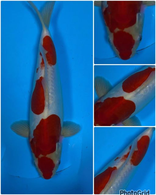 Lelang Koi Online, Jual Beli Ikan Koi, Pusat Jual Beli Koi, Info Lelang Koi Hari Ini, Platform Jual Beli Koi, Jual Beli Ikan Koi Online, Marketplace Ikan Koi, Jual Koi Terbaik, Tempat Beli Koi Berkualitas, Pasar Ikan Koi Online Terpercaya, Penjual Ikan Koi Terpercaya, Beli Koi Hias Online, Ikan Koi untuk Dijual, Koi Kualitas Terbaik, Toko Online Ikan Koi, Koi Hias Untuk Dijual, Jual Beli Ikan Koi Lokal, Koi Indonesia Online, Pusat Jual Beli Koi Terbesar