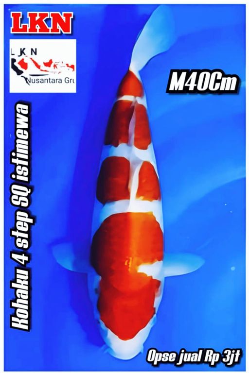 Lelang Koi Online, Jual Beli Ikan Koi, Pusat Jual Beli Koi, Info Lelang Koi Hari Ini, Platform Jual Beli Koi, Jual Beli Ikan Koi Online, Marketplace Ikan Koi, Jual Koi Terbaik, Tempat Beli Koi Berkualitas, Pasar Ikan Koi Online Terpercaya, Penjual Ikan Koi Terpercaya, Beli Koi Hias Online, Ikan Koi untuk Dijual, Koi Kualitas Terbaik, Toko Online Ikan Koi, Koi Hias Untuk Dijual, Jual Beli Ikan Koi Lokal, Koi Indonesia Online, Pusat Jual Beli Koi Terbesar
