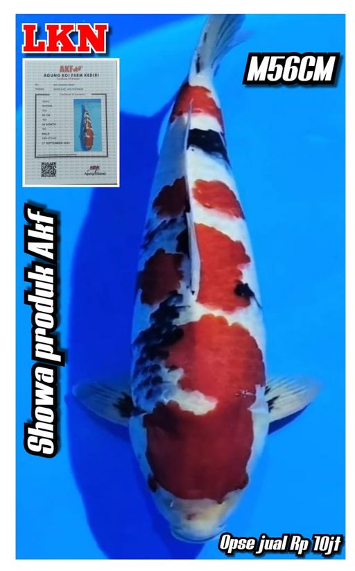 Lelang Koi Online, Jual Beli Ikan Koi, Pusat Jual Beli Koi, Info Lelang Koi Hari Ini, Platform Jual Beli Koi, Jual Beli Ikan Koi Online, Marketplace Ikan Koi, Jual Koi Terbaik, Tempat Beli Koi Berkualitas, Pasar Ikan Koi Online Terpercaya, Penjual Ikan Koi Terpercaya, Beli Koi Hias Online, Ikan Koi untuk Dijual, Koi Kualitas Terbaik, Toko Online Ikan Koi, Koi Hias Untuk Dijual, Jual Beli Ikan Koi Lokal, Koi Indonesia Online, Pusat Jual Beli Koi Terbesar