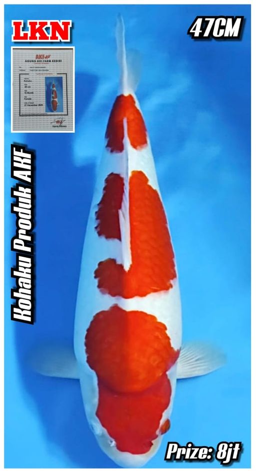 Lelang Koi Online, Jual Beli Ikan Koi, Pusat Jual Beli Koi, Info Lelang Koi Hari Ini, Platform Jual Beli Koi, Jual Beli Ikan Koi Online, Marketplace Ikan Koi, Jual Koi Terbaik, Tempat Beli Koi Berkualitas, Pasar Ikan Koi Online Terpercaya, Penjual Ikan Koi Terpercaya, Beli Koi Hias Online, Ikan Koi untuk Dijual, Koi Kualitas Terbaik, Toko Online Ikan Koi, Koi Hias Untuk Dijual, Jual Beli Ikan Koi Lokal, Koi Indonesia Online, Pusat Jual Beli Koi Terbesar