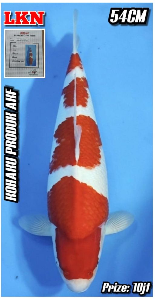 Lelang Koi Online, Jual Beli Ikan Koi, Pusat Jual Beli Koi, Info Lelang Koi Hari Ini, Platform Jual Beli Koi, Jual Beli Ikan Koi Online, Marketplace Ikan Koi, Jual Koi Terbaik, Tempat Beli Koi Berkualitas, Pasar Ikan Koi Online Terpercaya, Penjual Ikan Koi Terpercaya, Beli Koi Hias Online, Ikan Koi untuk Dijual, Koi Kualitas Terbaik, Toko Online Ikan Koi, Koi Hias Untuk Dijual, Jual Beli Ikan Koi Lokal, Koi Indonesia Online, Pusat Jual Beli Koi Terbesar