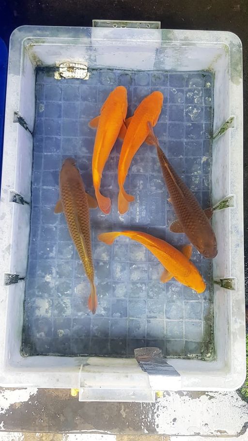 Lelang Koi Online, Jual Beli Ikan Koi, Pusat Jual Beli Koi, Info Lelang Koi Hari Ini, Platform Jual Beli Koi, Jual Beli Ikan Koi Online, Marketplace Ikan Koi, Jual Koi Terbaik, Tempat Beli Koi Berkualitas, Pasar Ikan Koi Online Terpercaya, Penjual Ikan Koi Terpercaya, Beli Koi Hias Online, Ikan Koi untuk Dijual, Koi Kualitas Terbaik, Toko Online Ikan Koi, Koi Hias Untuk Dijual, Jual Beli Ikan Koi Lokal, Koi Indonesia Online, Pusat Jual Beli Koi Terbesar