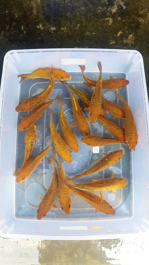 Lelang Koi Online, Jual Beli Ikan Koi, Pusat Jual Beli Koi, Info Lelang Koi Hari Ini, Platform Jual Beli Koi, Jual Beli Ikan Koi Online, Marketplace Ikan Koi, Jual Koi Terbaik, Tempat Beli Koi Berkualitas, Pasar Ikan Koi Online Terpercaya, Penjual Ikan Koi Terpercaya, Beli Koi Hias Online, Ikan Koi untuk Dijual, Koi Kualitas Terbaik, Toko Online Ikan Koi, Koi Hias Untuk Dijual, Jual Beli Ikan Koi Lokal, Koi Indonesia Online, Pusat Jual Beli Koi Terbesar