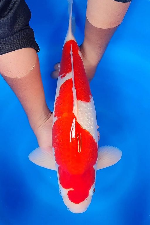 Lelang Koi Online, Jual Beli Ikan Koi, Pusat Jual Beli Koi, Info Lelang Koi Hari Ini, Platform Jual Beli Koi, Jual Beli Ikan Koi Online, Marketplace Ikan Koi, Jual Koi Terbaik, Tempat Beli Koi Berkualitas, Pasar Ikan Koi Online Terpercaya, Penjual Ikan Koi Terpercaya, Beli Koi Hias Online, Ikan Koi untuk Dijual, Koi Kualitas Terbaik, Toko Online Ikan Koi, Koi Hias Untuk Dijual, Jual Beli Ikan Koi Lokal, Koi Indonesia Online, Pusat Jual Beli Koi Terbesar