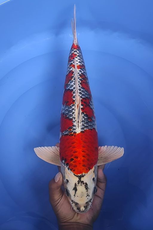 Lelang Koi Online, Jual Beli Ikan Koi, Pusat Jual Beli Koi, Info Lelang Koi Hari Ini, Platform Jual Beli Koi, Jual Beli Ikan Koi Online, Marketplace Ikan Koi, Jual Koi Terbaik, Tempat Beli Koi Berkualitas, Pasar Ikan Koi Online Terpercaya, Penjual Ikan Koi Terpercaya, Beli Koi Hias Online, Ikan Koi untuk Dijual, Koi Kualitas Terbaik, Toko Online Ikan Koi, Koi Hias Untuk Dijual, Jual Beli Ikan Koi Lokal, Koi Indonesia Online, Pusat Jual Beli Koi Terbesar