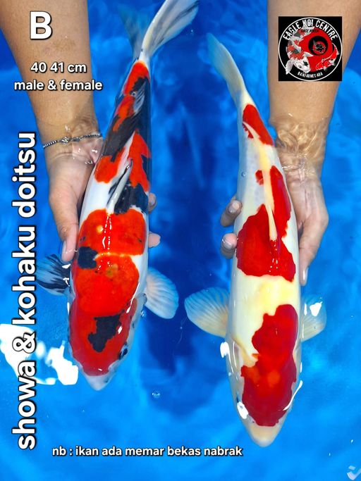 Lelang Koi Online, Jual Beli Ikan Koi, Pusat Jual Beli Koi, Info Lelang Koi Hari Ini, Platform Jual Beli Koi, Jual Beli Ikan Koi Online, Marketplace Ikan Koi, Jual Koi Terbaik, Tempat Beli Koi Berkualitas, Pasar Ikan Koi Online Terpercaya, Penjual Ikan Koi Terpercaya, Beli Koi Hias Online, Ikan Koi untuk Dijual, Koi Kualitas Terbaik, Toko Online Ikan Koi, Koi Hias Untuk Dijual, Jual Beli Ikan Koi Lokal, Koi Indonesia Online, Pusat Jual Beli Koi Terbesar