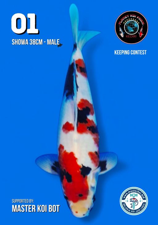 Lelang Koi Online, Jual Beli Ikan Koi, Pusat Jual Beli Koi, Info Lelang Koi Hari Ini, Platform Jual Beli Koi, Jual Beli Ikan Koi Online, Marketplace Ikan Koi, Jual Koi Terbaik, Tempat Beli Koi Berkualitas, Pasar Ikan Koi Online Terpercaya, Penjual Ikan Koi Terpercaya, Beli Koi Hias Online, Ikan Koi untuk Dijual, Koi Kualitas Terbaik, Toko Online Ikan Koi, Koi Hias Untuk Dijual, Jual Beli Ikan Koi Lokal, Koi Indonesia Online, Pusat Jual Beli Koi Terbesar