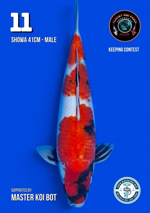 Lelang Koi Online, Jual Beli Ikan Koi, Pusat Jual Beli Koi, Info Lelang Koi Hari Ini, Platform Jual Beli Koi, Jual Beli Ikan Koi Online, Marketplace Ikan Koi, Jual Koi Terbaik, Tempat Beli Koi Berkualitas, Pasar Ikan Koi Online Terpercaya, Penjual Ikan Koi Terpercaya, Beli Koi Hias Online, Ikan Koi untuk Dijual, Koi Kualitas Terbaik, Toko Online Ikan Koi, Koi Hias Untuk Dijual, Jual Beli Ikan Koi Lokal, Koi Indonesia Online, Pusat Jual Beli Koi Terbesar