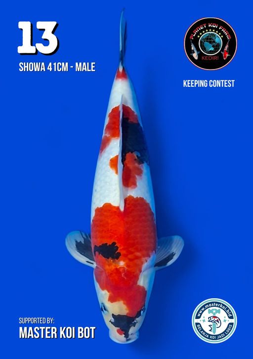 Lelang Koi Online, Jual Beli Ikan Koi, Pusat Jual Beli Koi, Info Lelang Koi Hari Ini, Platform Jual Beli Koi, Jual Beli Ikan Koi Online, Marketplace Ikan Koi, Jual Koi Terbaik, Tempat Beli Koi Berkualitas, Pasar Ikan Koi Online Terpercaya, Penjual Ikan Koi Terpercaya, Beli Koi Hias Online, Ikan Koi untuk Dijual, Koi Kualitas Terbaik, Toko Online Ikan Koi, Koi Hias Untuk Dijual, Jual Beli Ikan Koi Lokal, Koi Indonesia Online, Pusat Jual Beli Koi Terbesar