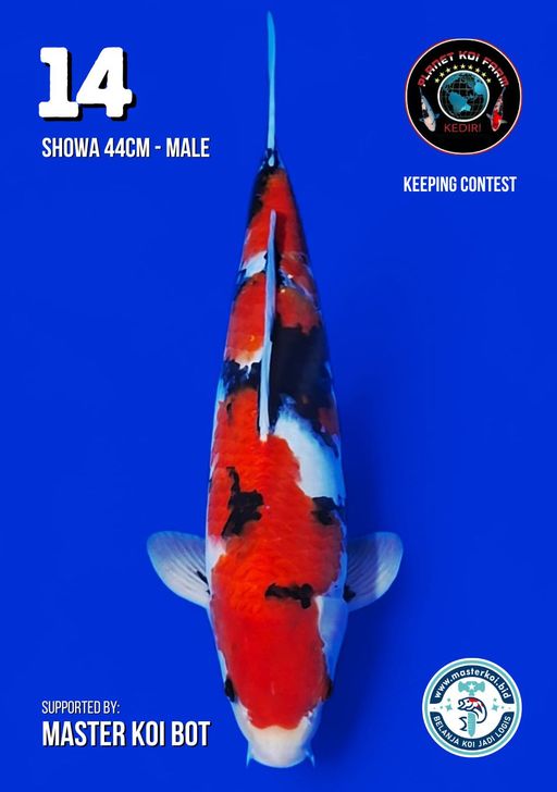 Lelang Koi Online, Jual Beli Ikan Koi, Pusat Jual Beli Koi, Info Lelang Koi Hari Ini, Platform Jual Beli Koi, Jual Beli Ikan Koi Online, Marketplace Ikan Koi, Jual Koi Terbaik, Tempat Beli Koi Berkualitas, Pasar Ikan Koi Online Terpercaya, Penjual Ikan Koi Terpercaya, Beli Koi Hias Online, Ikan Koi untuk Dijual, Koi Kualitas Terbaik, Toko Online Ikan Koi, Koi Hias Untuk Dijual, Jual Beli Ikan Koi Lokal, Koi Indonesia Online, Pusat Jual Beli Koi Terbesar