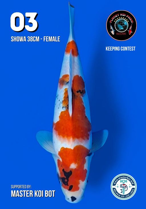 Lelang Koi Online, Jual Beli Ikan Koi, Pusat Jual Beli Koi, Info Lelang Koi Hari Ini, Platform Jual Beli Koi, Jual Beli Ikan Koi Online, Marketplace Ikan Koi, Jual Koi Terbaik, Tempat Beli Koi Berkualitas, Pasar Ikan Koi Online Terpercaya, Penjual Ikan Koi Terpercaya, Beli Koi Hias Online, Ikan Koi untuk Dijual, Koi Kualitas Terbaik, Toko Online Ikan Koi, Koi Hias Untuk Dijual, Jual Beli Ikan Koi Lokal, Koi Indonesia Online, Pusat Jual Beli Koi Terbesar