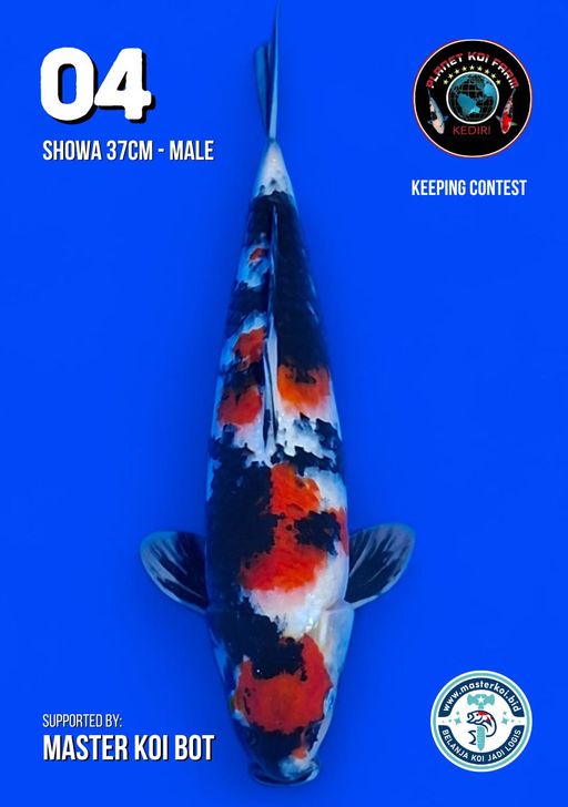 Lelang Koi Online, Jual Beli Ikan Koi, Pusat Jual Beli Koi, Info Lelang Koi Hari Ini, Platform Jual Beli Koi, Jual Beli Ikan Koi Online, Marketplace Ikan Koi, Jual Koi Terbaik, Tempat Beli Koi Berkualitas, Pasar Ikan Koi Online Terpercaya, Penjual Ikan Koi Terpercaya, Beli Koi Hias Online, Ikan Koi untuk Dijual, Koi Kualitas Terbaik, Toko Online Ikan Koi, Koi Hias Untuk Dijual, Jual Beli Ikan Koi Lokal, Koi Indonesia Online, Pusat Jual Beli Koi Terbesar