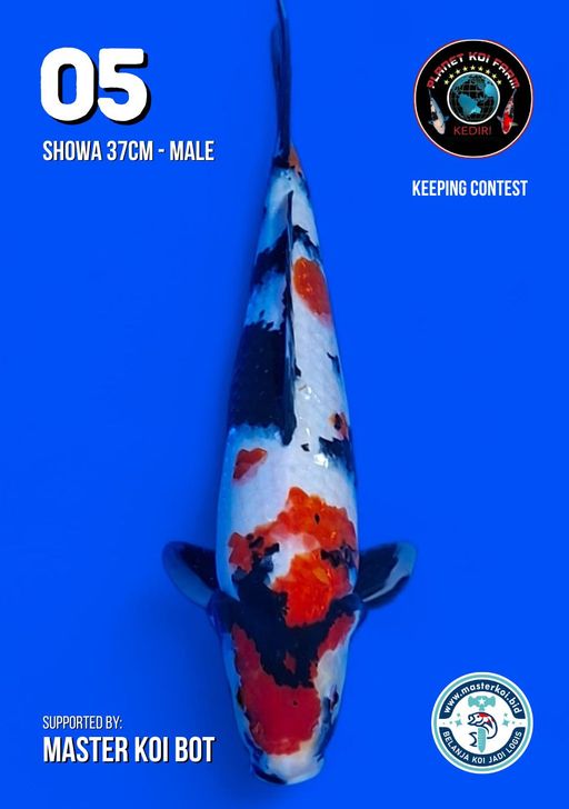 Lelang Koi Online, Jual Beli Ikan Koi, Pusat Jual Beli Koi, Info Lelang Koi Hari Ini, Platform Jual Beli Koi, Jual Beli Ikan Koi Online, Marketplace Ikan Koi, Jual Koi Terbaik, Tempat Beli Koi Berkualitas, Pasar Ikan Koi Online Terpercaya, Penjual Ikan Koi Terpercaya, Beli Koi Hias Online, Ikan Koi untuk Dijual, Koi Kualitas Terbaik, Toko Online Ikan Koi, Koi Hias Untuk Dijual, Jual Beli Ikan Koi Lokal, Koi Indonesia Online, Pusat Jual Beli Koi Terbesar