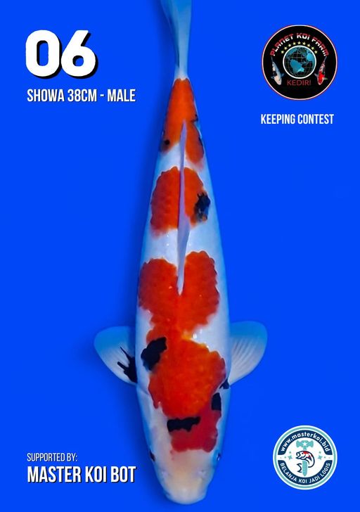 Lelang Koi Online, Jual Beli Ikan Koi, Pusat Jual Beli Koi, Info Lelang Koi Hari Ini, Platform Jual Beli Koi, Jual Beli Ikan Koi Online, Marketplace Ikan Koi, Jual Koi Terbaik, Tempat Beli Koi Berkualitas, Pasar Ikan Koi Online Terpercaya, Penjual Ikan Koi Terpercaya, Beli Koi Hias Online, Ikan Koi untuk Dijual, Koi Kualitas Terbaik, Toko Online Ikan Koi, Koi Hias Untuk Dijual, Jual Beli Ikan Koi Lokal, Koi Indonesia Online, Pusat Jual Beli Koi Terbesar