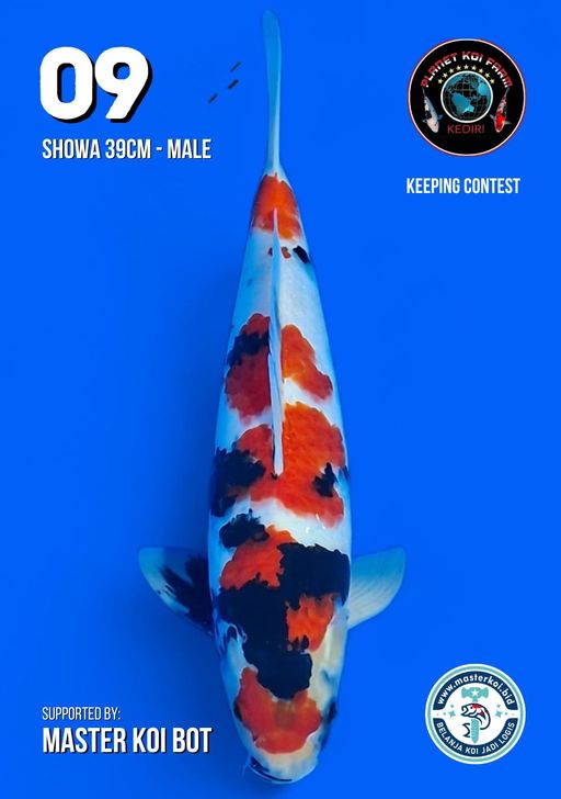 Lelang Koi Online, Jual Beli Ikan Koi, Pusat Jual Beli Koi, Info Lelang Koi Hari Ini, Platform Jual Beli Koi, Jual Beli Ikan Koi Online, Marketplace Ikan Koi, Jual Koi Terbaik, Tempat Beli Koi Berkualitas, Pasar Ikan Koi Online Terpercaya, Penjual Ikan Koi Terpercaya, Beli Koi Hias Online, Ikan Koi untuk Dijual, Koi Kualitas Terbaik, Toko Online Ikan Koi, Koi Hias Untuk Dijual, Jual Beli Ikan Koi Lokal, Koi Indonesia Online, Pusat Jual Beli Koi Terbesar