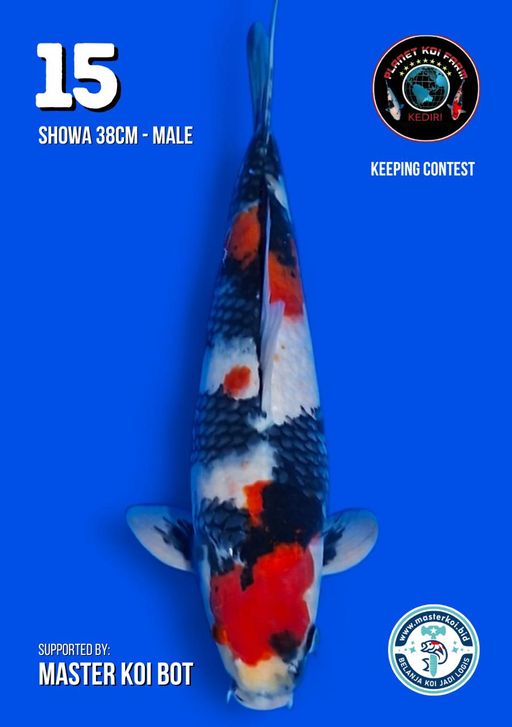 Lelang Koi Online, Jual Beli Ikan Koi, Pusat Jual Beli Koi, Info Lelang Koi Hari Ini, Platform Jual Beli Koi, Jual Beli Ikan Koi Online, Marketplace Ikan Koi, Jual Koi Terbaik, Tempat Beli Koi Berkualitas, Pasar Ikan Koi Online Terpercaya, Penjual Ikan Koi Terpercaya, Beli Koi Hias Online, Ikan Koi untuk Dijual, Koi Kualitas Terbaik, Toko Online Ikan Koi, Koi Hias Untuk Dijual, Jual Beli Ikan Koi Lokal, Koi Indonesia Online, Pusat Jual Beli Koi Terbesar